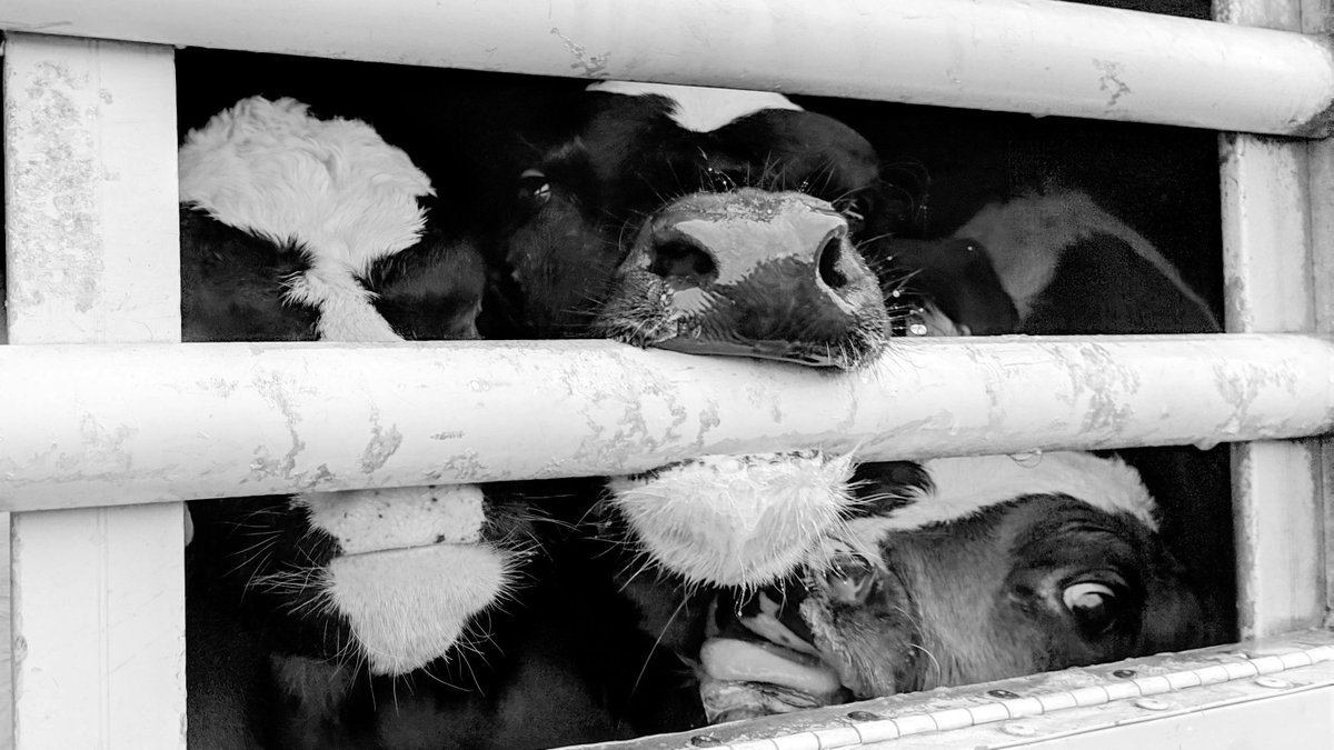 ciwf's tweet photo. Why are you defending animal cruelty in court, @scotgov? I demand #JusticeForCalves – drop your opposition to the Judicial Review on live calf exports now! #BanLiveExports https://t.co/Io0EzkJ9QC
