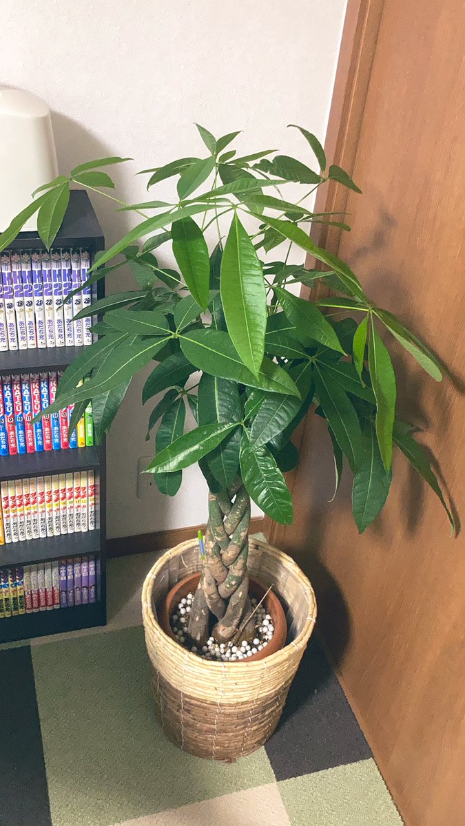 オサミンゴ おお オススメありますか