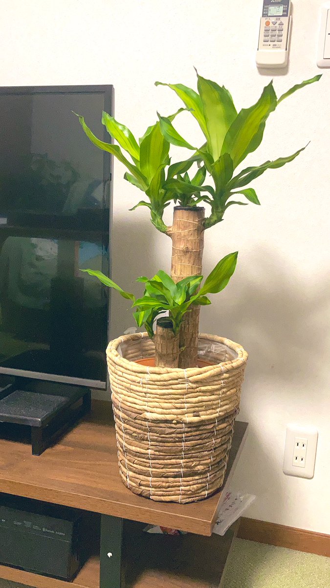 オサミンゴ おお オススメありますか