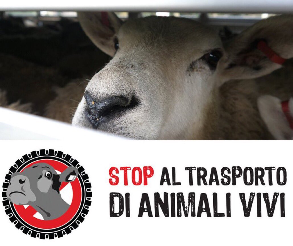 cambiamenu's tweet photo. Trasportati su lunghe distanze, in stato di trauma fisico e psicologico. La paura, la sete, la stanchezza. Fermiamo per sempre il trasporto di animali vivi: #BanLiveExports! E, nel nostro piccolo, cambiamo menu 💚 @LAVonlus https://t.co/flTH8C2jfV