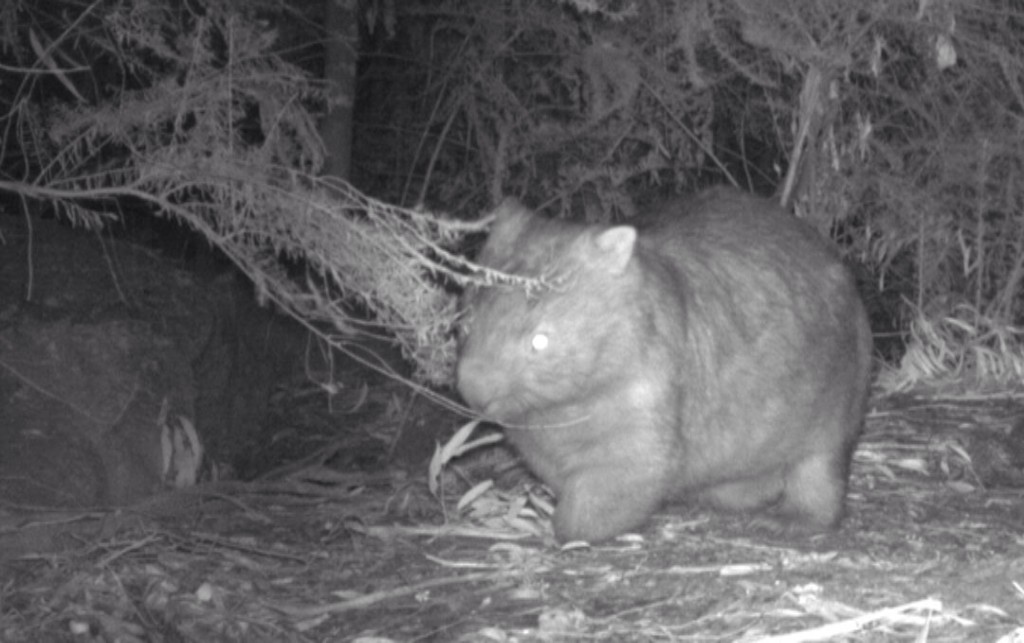WombatOnPatrol's tweet photo. Our beautiful 3 footed girl might have a new joey in her pouch. Will know for sure in a couple of months. #Wildoz https://t.co/a31StDqjFl