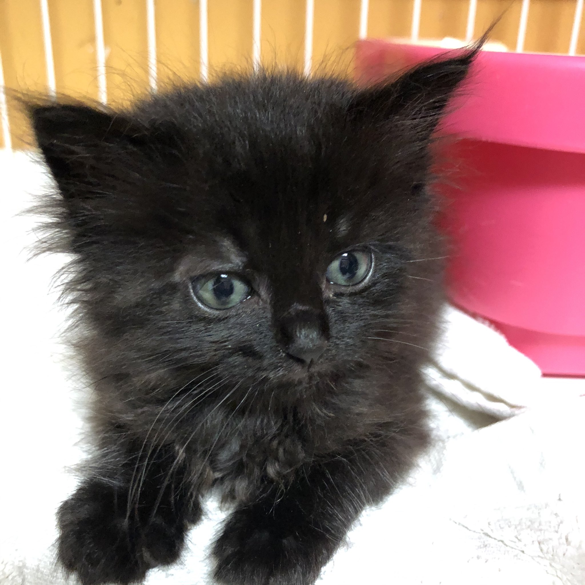 猫カフェねこまんま 3姉妹里親様募集中です 黒猫長毛2頭と サビちゃんです クラウドファンディングcampfire 明日が最終日です Tシャツとトートバッグのご検討よろしくお願いいたします 猫カフェねこまんま 子猫里親募集中 子猫里親募集 里親