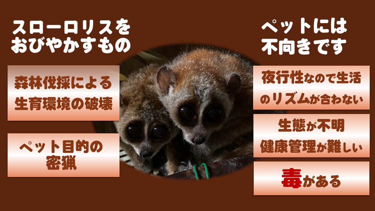 日本モンキーセンター 公式 Auf Twitter スローロリス保全センターウェブサイトに飼育員ガイド動画を掲載しています T Co Kmhd2gwq3v 野生動物の密猟 密輸問題について知るきっかけになれば幸いです T スローロリス スローロリス保全センター 日本モンキーセンター 公式 Auf Twitter スローロリス保全センターウェブサイトに飼育員ガイド動画を掲載しています T Co Kmhd2gwq3v 野生動物の密猟 密輸問題について知るきっかけになれば幸いです T スローロリス スローロリス保全センター