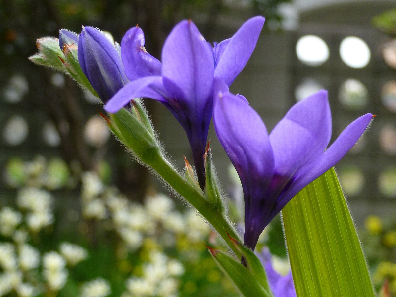 【バビアナ】

日本ではホザキアヤメとも呼ばれてる花。

青紫色や赤紫色の色をした花弁をしており、花自体は小花を咲かせます。

花言葉は『離れる愛』