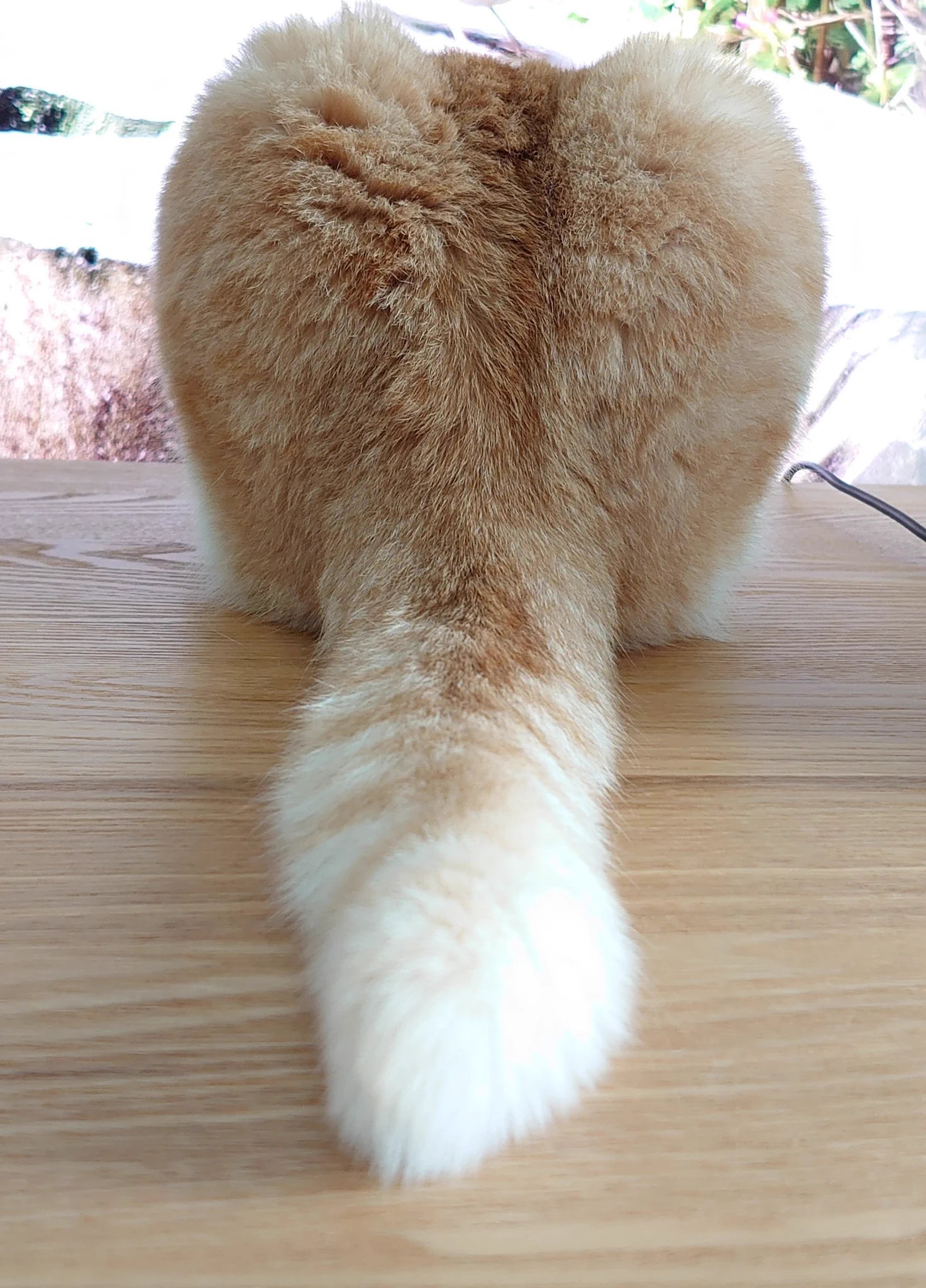 @CatApartment どうもデスにゃ💝😻🐾 