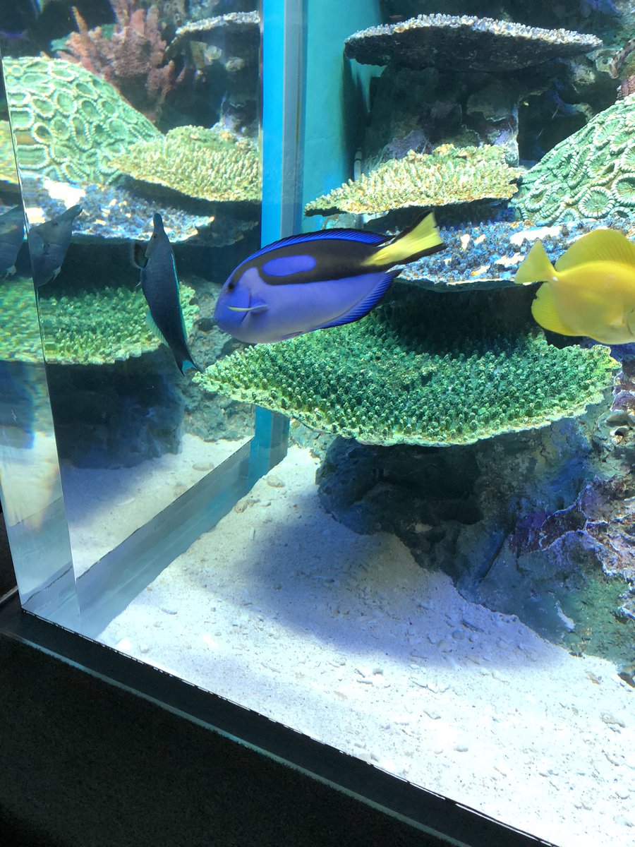 みっちゃん 体が透明な魚 ドリー ニモ サンシャイン水族館 みっちゃん 体が透明な魚 ドリー ニモ サンシャイン水族館