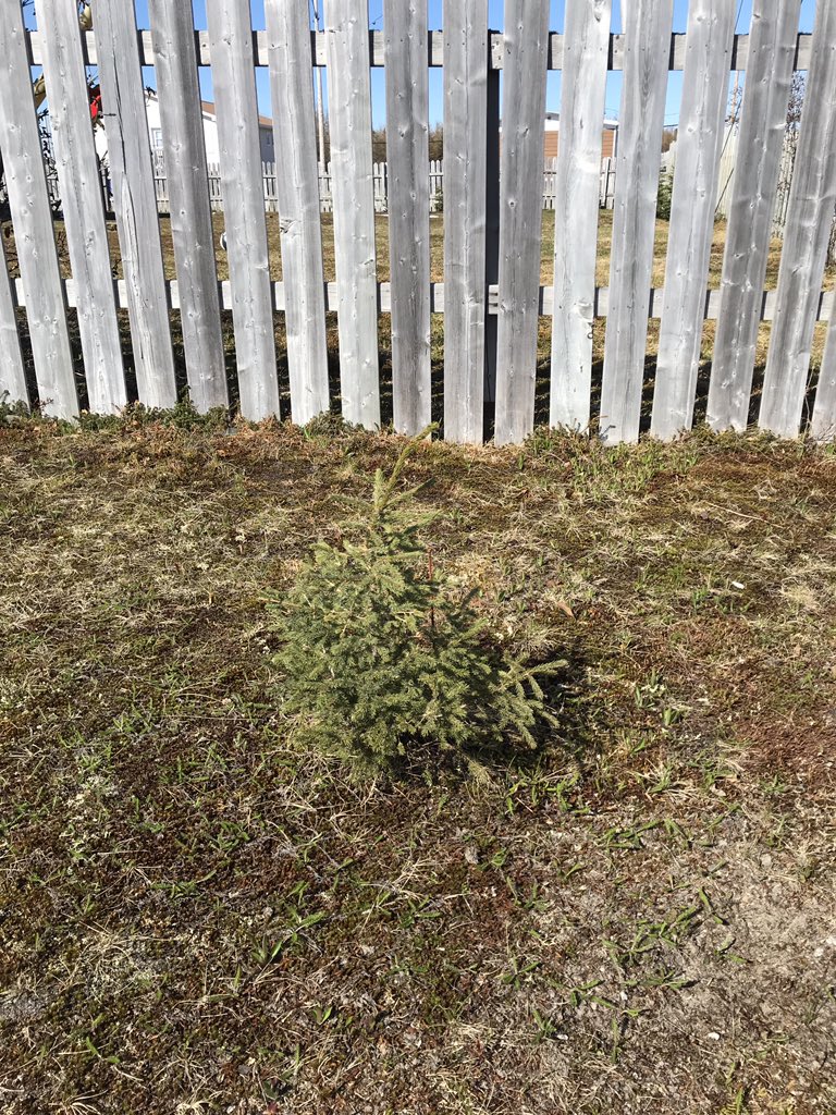 noramelanie's tweet photo. My Little Tree 🌲 is still going strong 💚 #gogreen #mylittletree in my #backyard. It was very tiny when I first found it 💛☀️ https://t.co/hzkgfjqTvS