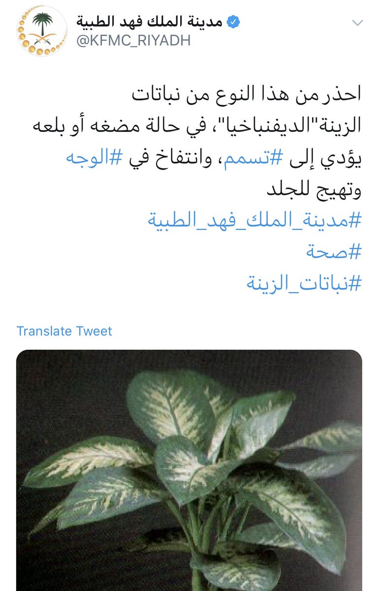 نبتة الديفنباخيا أو دفنباخية من النباتات اللي تنتشر في منازل كثير منا، وللأسف بعضنا مايعلم بأنها سامة وهناك تحذيرات من ملامسة عصارتها للجلد والعين لما تسببه من مشاكل وكذلك لابد إبعادها عن الأطفال لأنه في حال مضغها أو بلعها بتسسب لهم تسمم