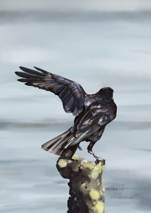 成田りうく 片翼を広げて見せてくれるカラス氏 T Co Ksunufnnoo ちがいます を描き ました 向きを変えるために羽を風に受けてるのでしょうか 翼側の足もﾋｮｯと上がっていてかわいい T Co C3y3lnaxoa Twitter