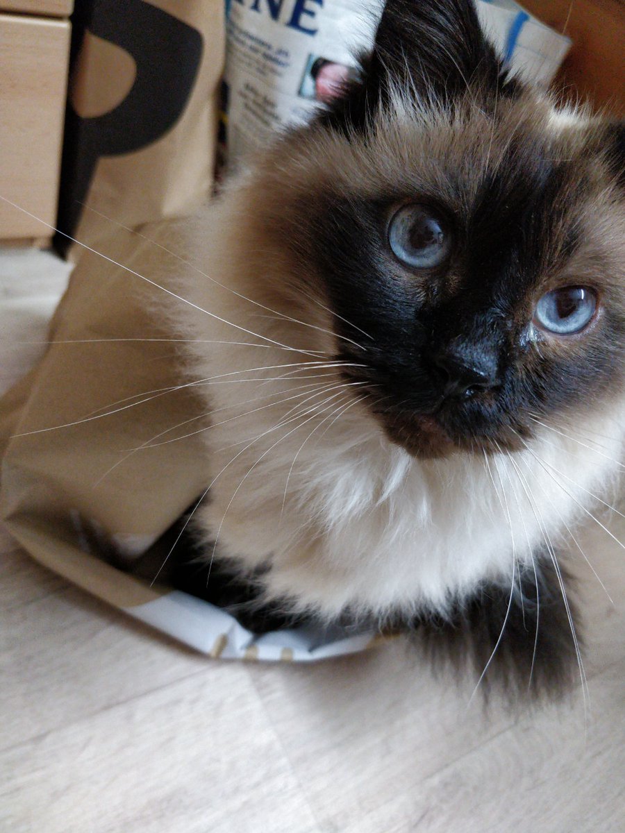 Kater_Chico tweet picture