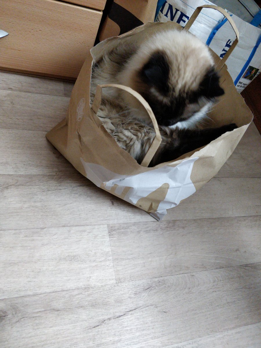 Kater_Chico tweet picture