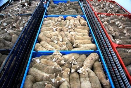 Veronica Franco Peña 🌱 tweet media