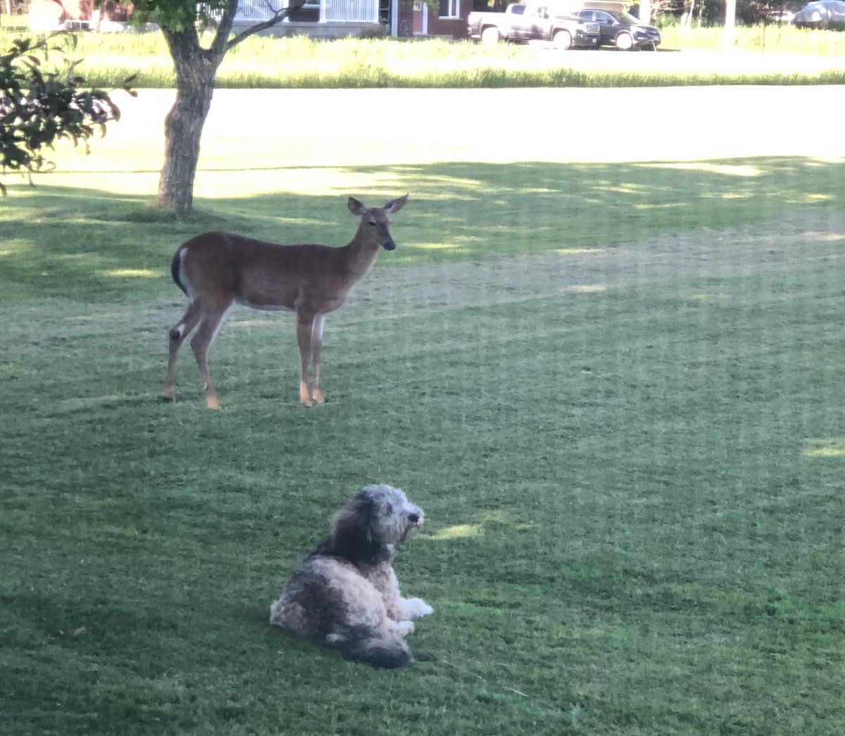 Friends? 
#manitoulinisland #animalfriends