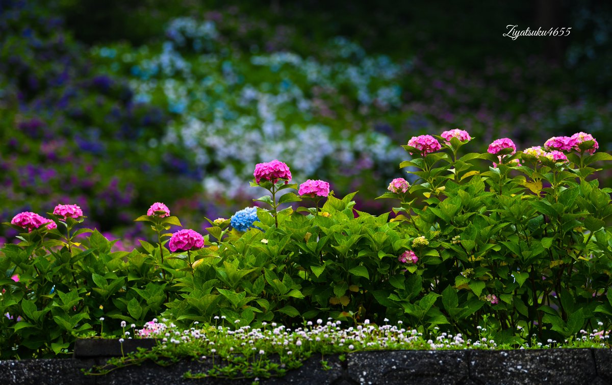 紫陽花の花言葉 紫陽花の花言葉
