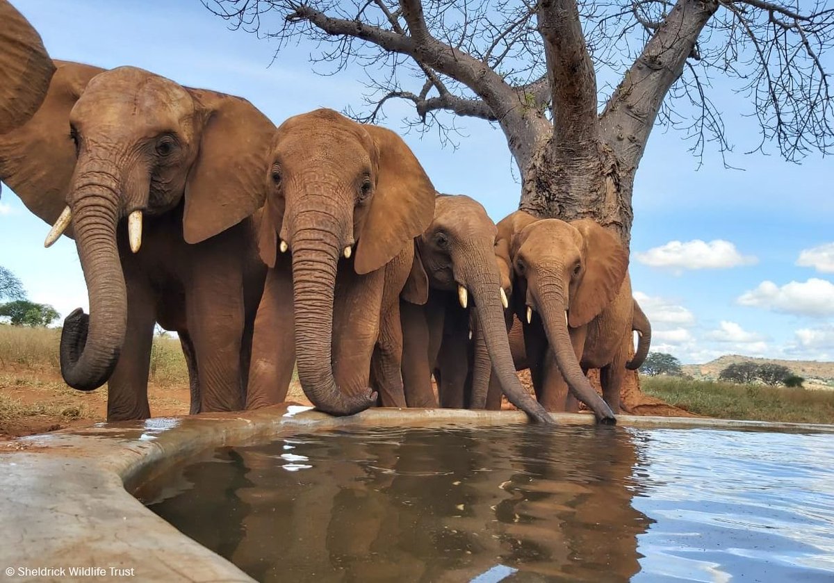 Tuliadestin's tweet photo. Did you know? Elephants use their trunks to communicate, from emitting low rumbles to loud trumpets, as well as welcoming a friend.
Book your safari by login to https://t.co/iRsHVlP5nw today!

#safari #travel #elephants #wildlife #wildlifephotography #lions #zebras https://t.co/APLBimPF8r