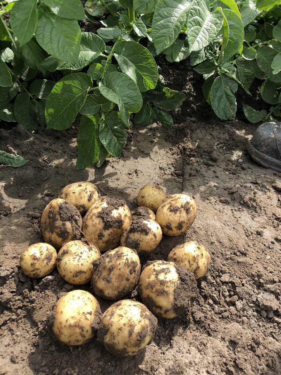 RosalindaPoel's tweet photo. Rondje langs de gewassen. 
Wat een loof op de aardappelen ! #folva 
Nieuwe aardappelen komen eraan.. #solist https://t.co/ShY1QeIT20