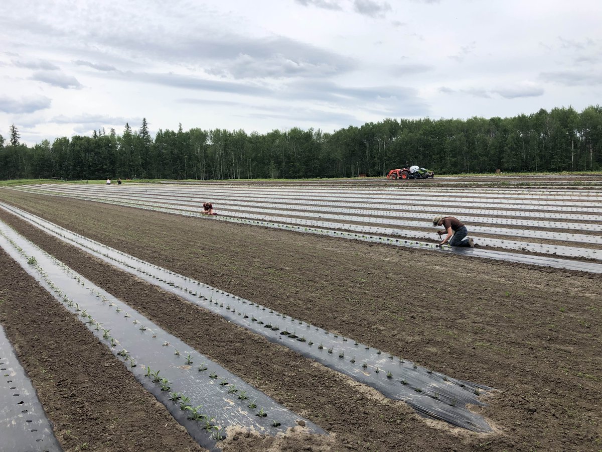ChickadeeFarmHe's tweet photo. The rain stained away long enough for the Chickadee crew to get in over 10000 seedlings before a major storm last night.  You can check our out the final product of all this hard work at our online store; https://t.co/GySurocH0T 

#handcrafted #planting #manyhands #organicherbs https://t.co/FaSUejIL0a
