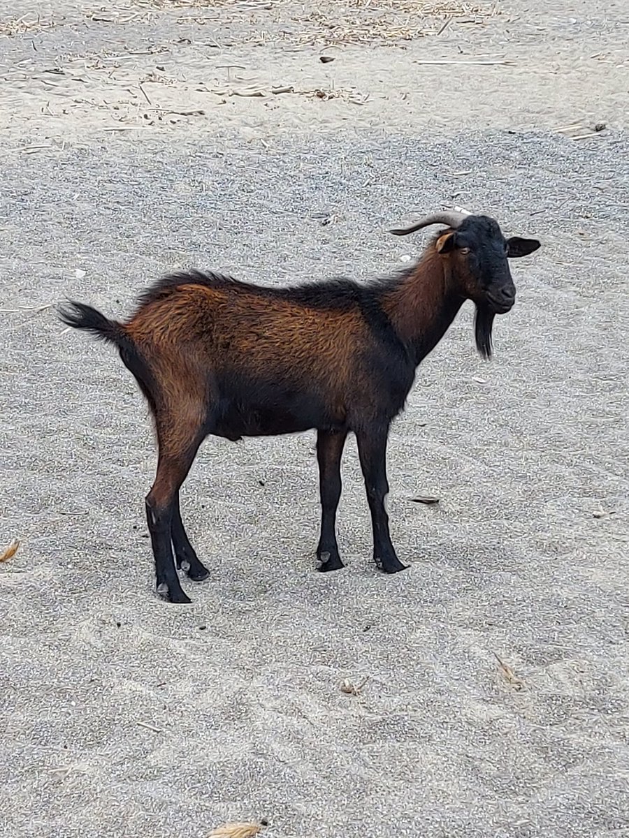 DavidDiezH's tweet image. #CollBaix #Mallorca