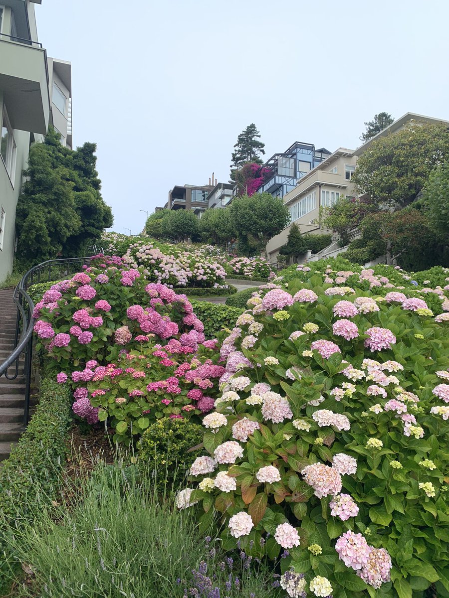 JeffBradach's tweet image. Lombard Street: Crookedest street in world? Not sure.  But very crooked and beautiful. A view up and down. #SFmorning