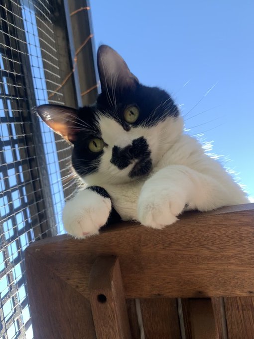Supreme Being 🌟 - hey. ☀️🐾 https://t.co/mPqlVHyqSO