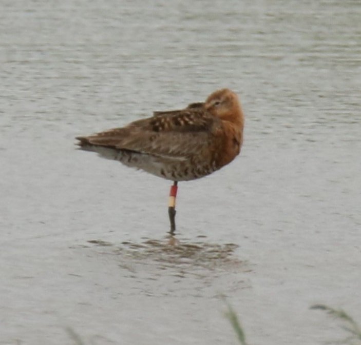 DrSteveStokes's tweet photo. Is this Benwick seen @WWTWelney last week? https://t.co/tcuJuu3afH