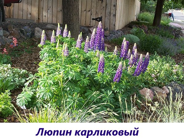 Люпины цветы выращивание