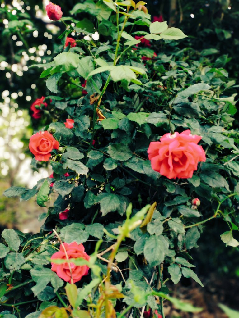 N1Divyanshu's tweet photo. #flowerers घर में खिले कुछ फूल, जो घर की सुंदरता बनाई रखते है, घर के आगन को सवारते है, आगन की सोभा इनसे ही हैं। 🌹🌺🌺🌹 https://t.co/69bHtSBaTZ