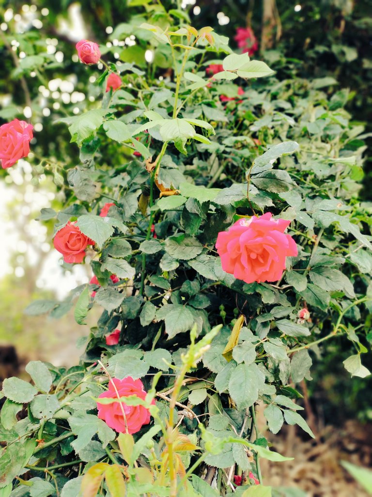 N1Divyanshu's tweet photo. #flowerers घर में खिले कुछ फूल, जो घर की सुंदरता बनाई रखते है, घर के आगन को सवारते है, आगन की सोभा इनसे ही हैं। 🌹🌺🌺🌹 https://t.co/69bHtSBaTZ