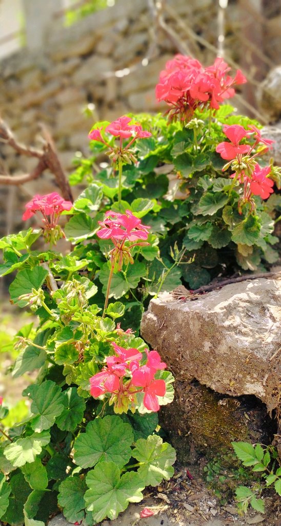 N1Divyanshu's tweet photo. #flowerers घर में खिले कुछ फूल, जो घर की सुंदरता बनाई रखते है, घर के आगन को सवारते है, आगन की सोभा इनसे ही हैं। 🌹🌺🌺🌹 https://t.co/69bHtSBaTZ