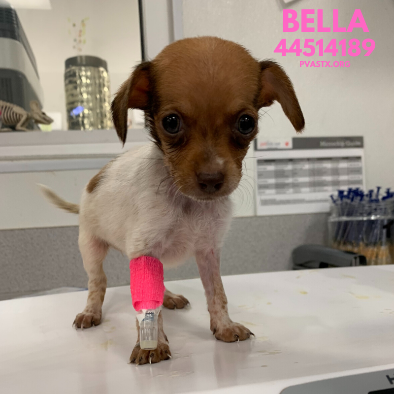 Please remember tiny sweet Bella , she passed away all alone in TX PalmValley Edinburg after her owner surrendered her for health conditions 😭💔She was hypoglycemic &amp; did not make it through the night 😢Fly with angels , fly high , we mourn your loss 🌈🌟✨
