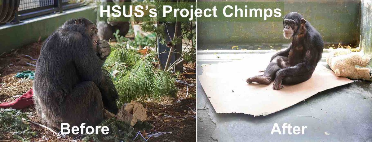theirturn's tweet photo. Instead of retaliating against whistleblowers whose complaints of animal mistreatment were validated by third-party sanctuary inspectors, why don't @HumaneSociety (HSUS) &amp; @projectchimps thank them for sounding the alarm in order to help the victims? Read: https://t.co/izyekSKhbF https://t.co/Ip6d11mH9O