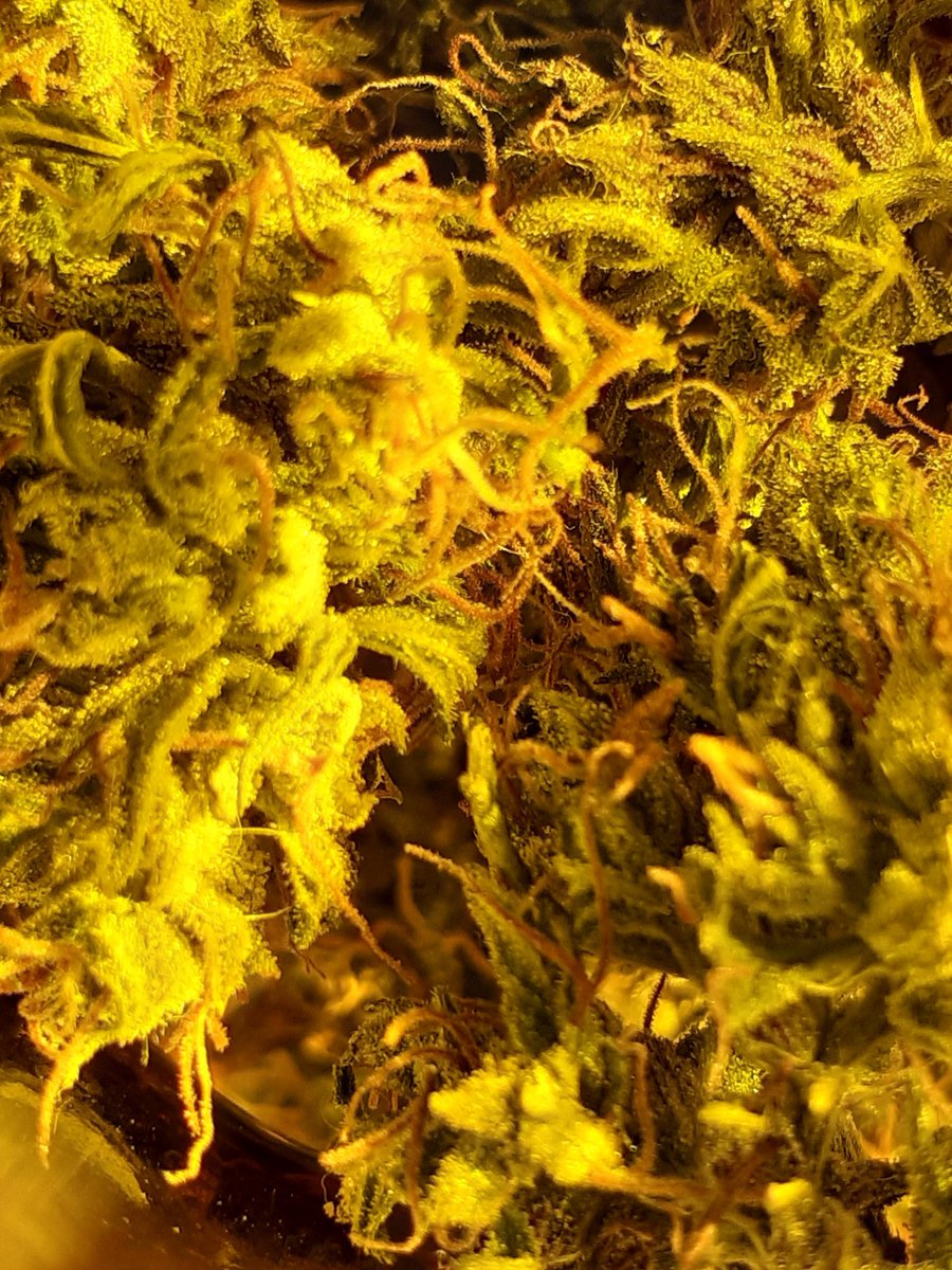 Sergio Andres (@sergioa63291504) on Twitter photo 