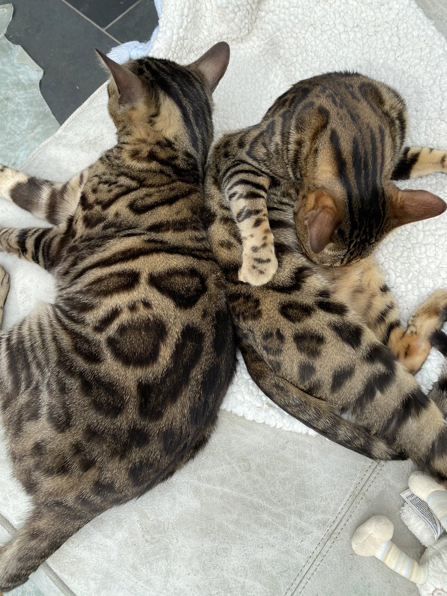 BengalWilma's tweet photo. A back to back Sunday 😽🐾❣️ #sundayvibes #BengalBundle #PatternMatch #LittleFrank #GorgeousWilma https://t.co/QNFCTM40Nr