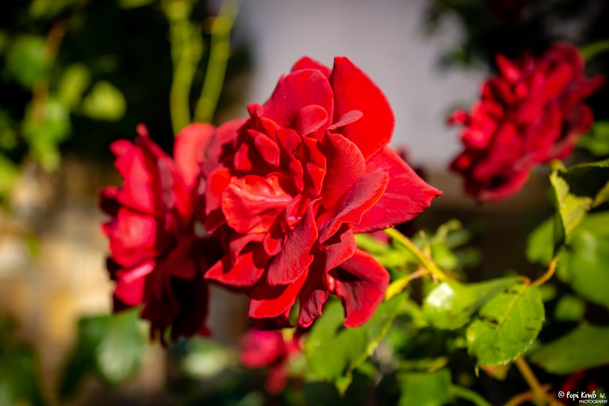 PopiKmb's tweet photo. Roses are Red... © Popi Kmb
See more on my blog: https://t.co/rH683JcLmC 

#rose #roses #flower #flowers #nature #NaturePhotography #naturelovers #FotoRshot #ppixxells #YourAwesomePics #ThePhotoHour #photooftheday #red https://t.co/jMN9ru3Jj4