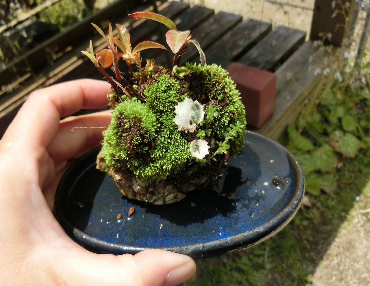 5cm盆栽 ミニ盆栽 Minibonsai 盆栽 Bonsai 石付け 山野草 苔 今年春作成の石付け山野草 苔元気 5cm盆栽 ミニ盆栽 Minibonsai 盆栽 Bonsai 石付け 山野草 苔 今年春作成の石付け山野草 苔元気