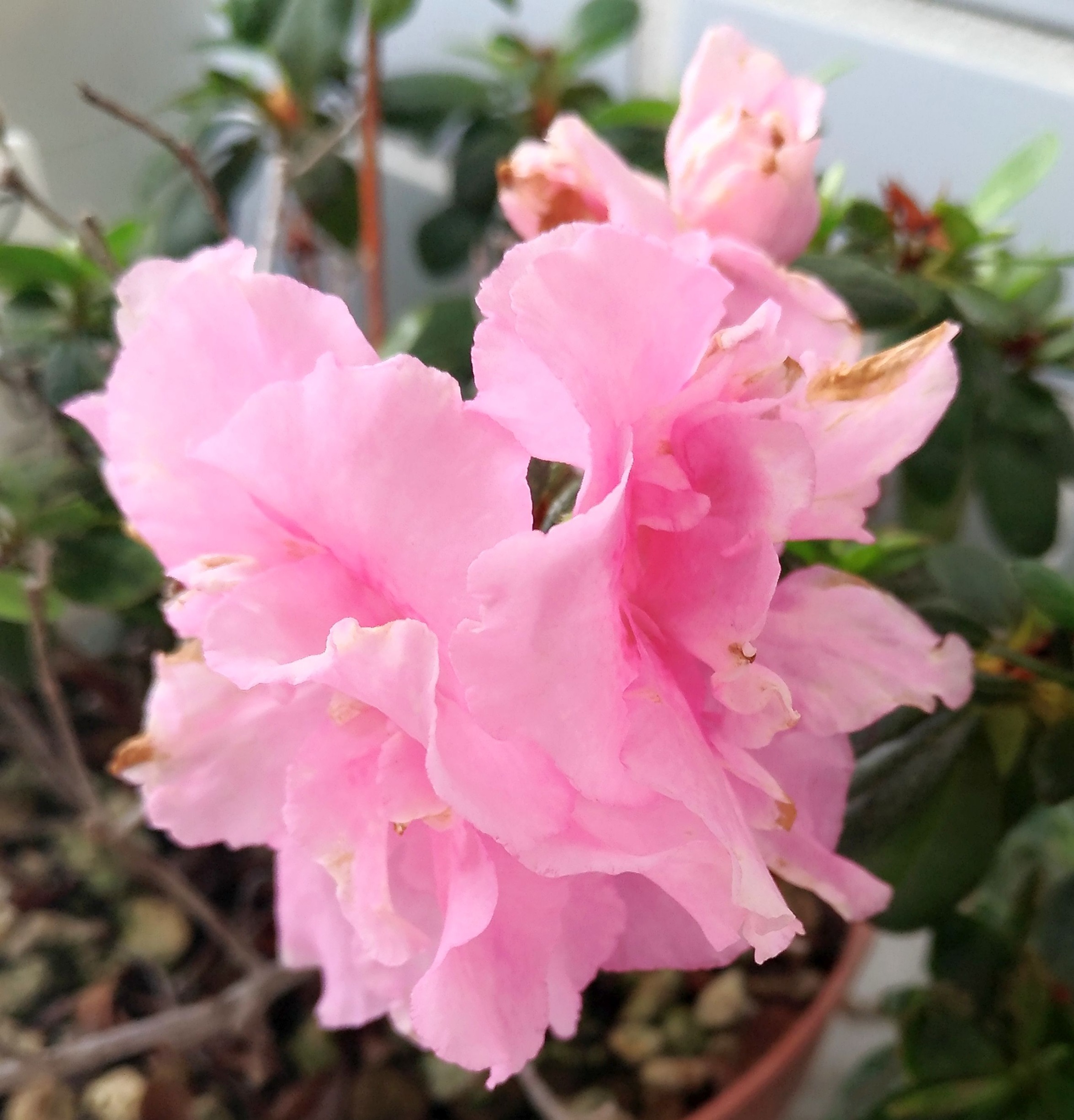 こころんグリーン アザレアのピンクの花が大きく開いています 淡いピンク色がとても綺麗です この時期に 良く咲いてくれました アザレア ピンク 淡いピンク 園芸品種 初夏の花 初夏 園芸 ガーデニング 熊本市南区 熊本 T Co