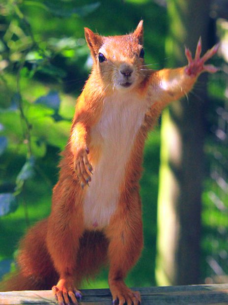Adonis_Hoseok's tweet photo. 🐿👋🏼 https://t.co/0Tw8RZlxT3