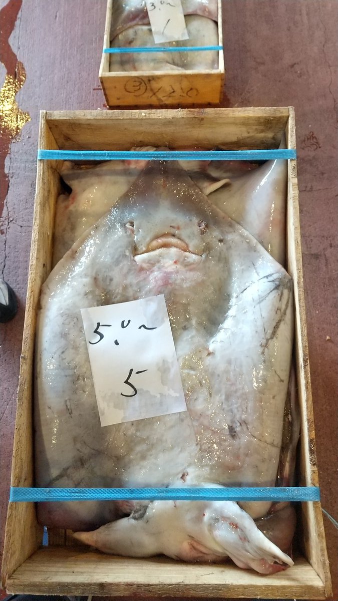 北海道民なら分かる 鮊 魚に白でなんと読む 読めたらすごい魚漢字クイズ Sotokoto Online ソトコトオンライン 未来をつくるsdgsマガジン