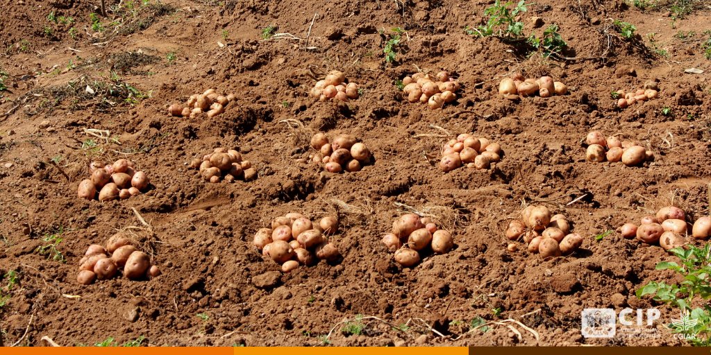 cipotato The Ugandan government has declared potato 🥔 a “nationally