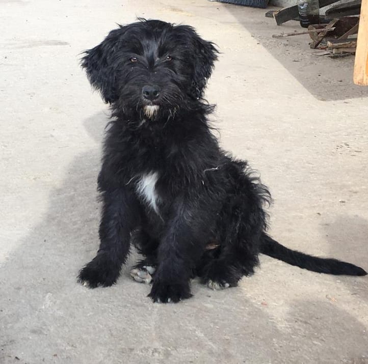 Baltanas_News's tweet photo. 🐶 Este perrito busca un hogar 🐶

👉 Cruce de Pastor vasco y Pointer con border Collie. 
👉 Pesa unos 20 Kg. 
👉 Se entrega con vacunas y desparasitaciones. 

ℹ  Más información en el Centro Veterinario Animal Friends de Baltanás. https://t.co/6UHWeU9krC