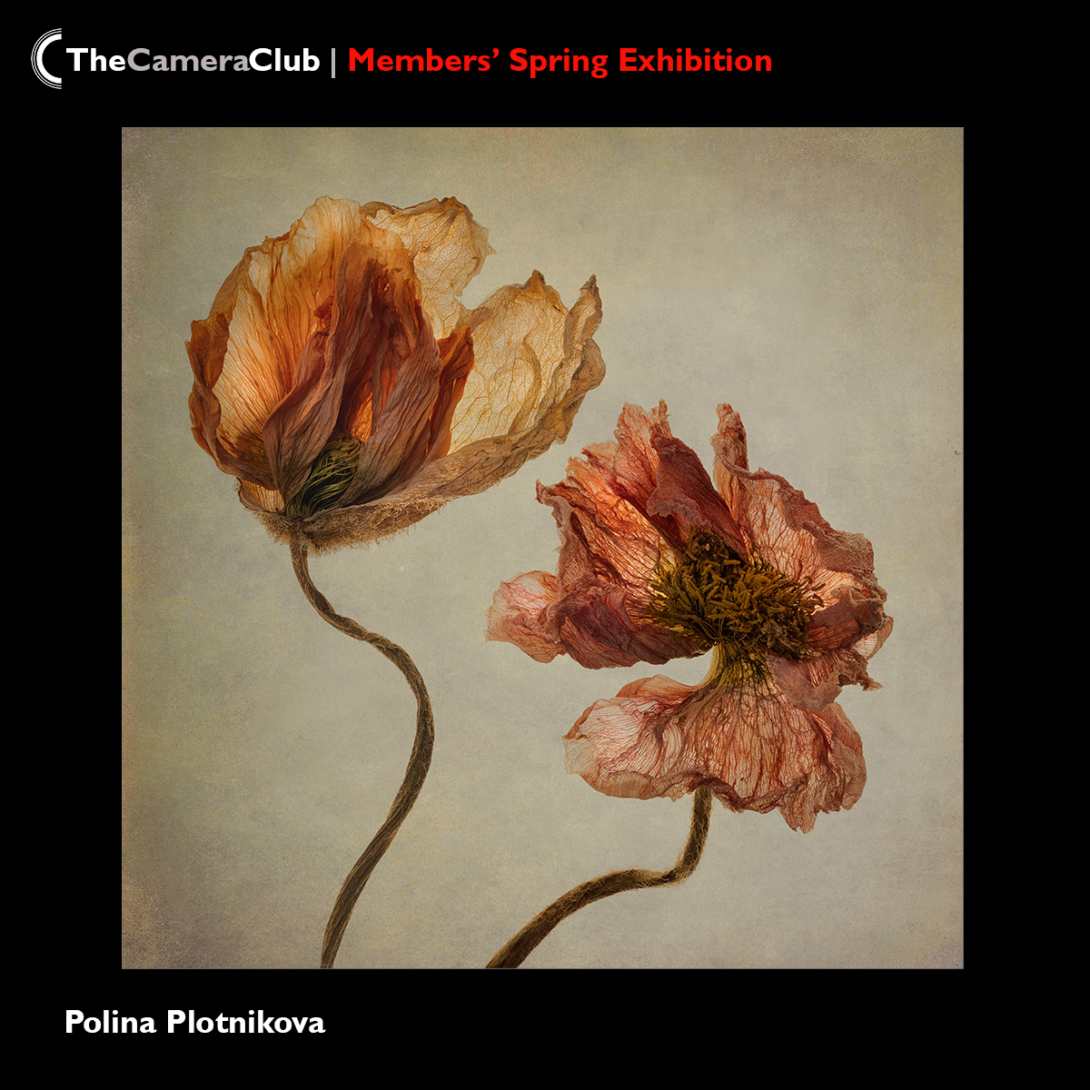 Gallery1885 tweet media