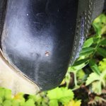 草むらの中へ入るときは特に気をつけて!公園にもいることがある厄介な存在「マダニ」!