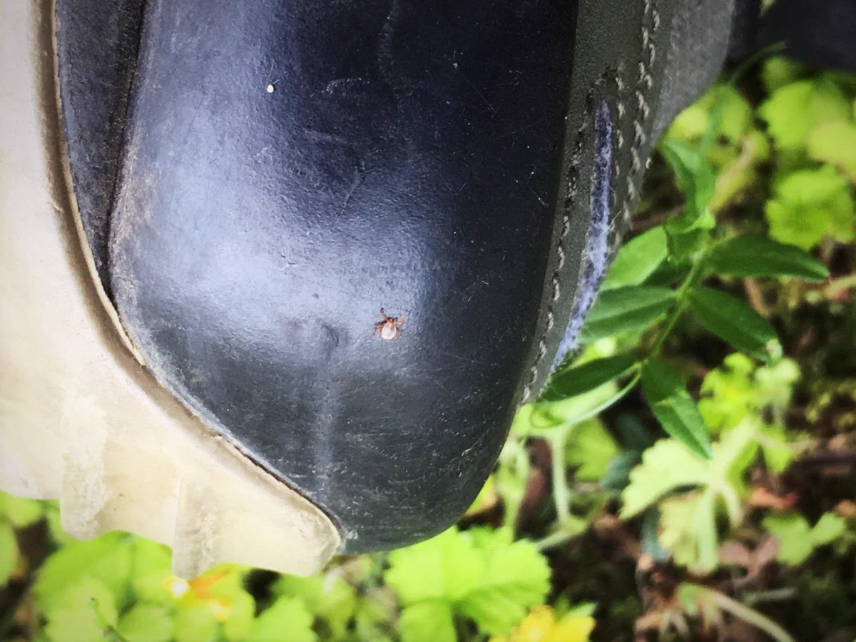 草むらの中へ入るときは特に気をつけて！公園にもいることがある厄介な存在「マダニ」！