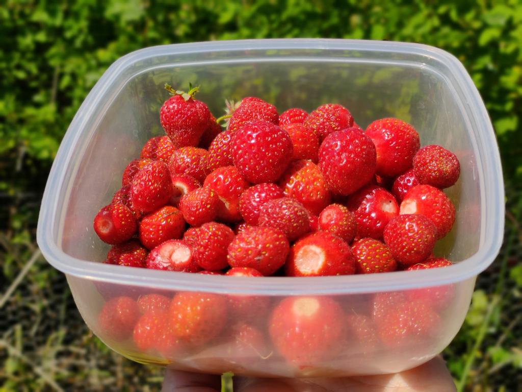 #Strawberries are starting to come through nicely now.