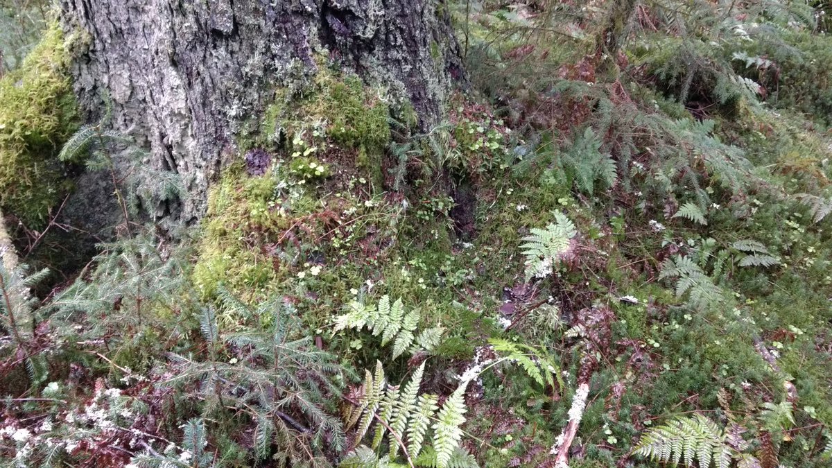 forest_dynamics's tweet photo. @ForestryComm Sitka spruce from Glenbranter p1926?...those are 1m calipers for scale. There are some stands at Craigvinean forest that reached the same height (50-55m) despite being planted 20 years later! Hopefully some of those giants will survive for future generations to appreciate :) https://t.co/mHvmuqD195