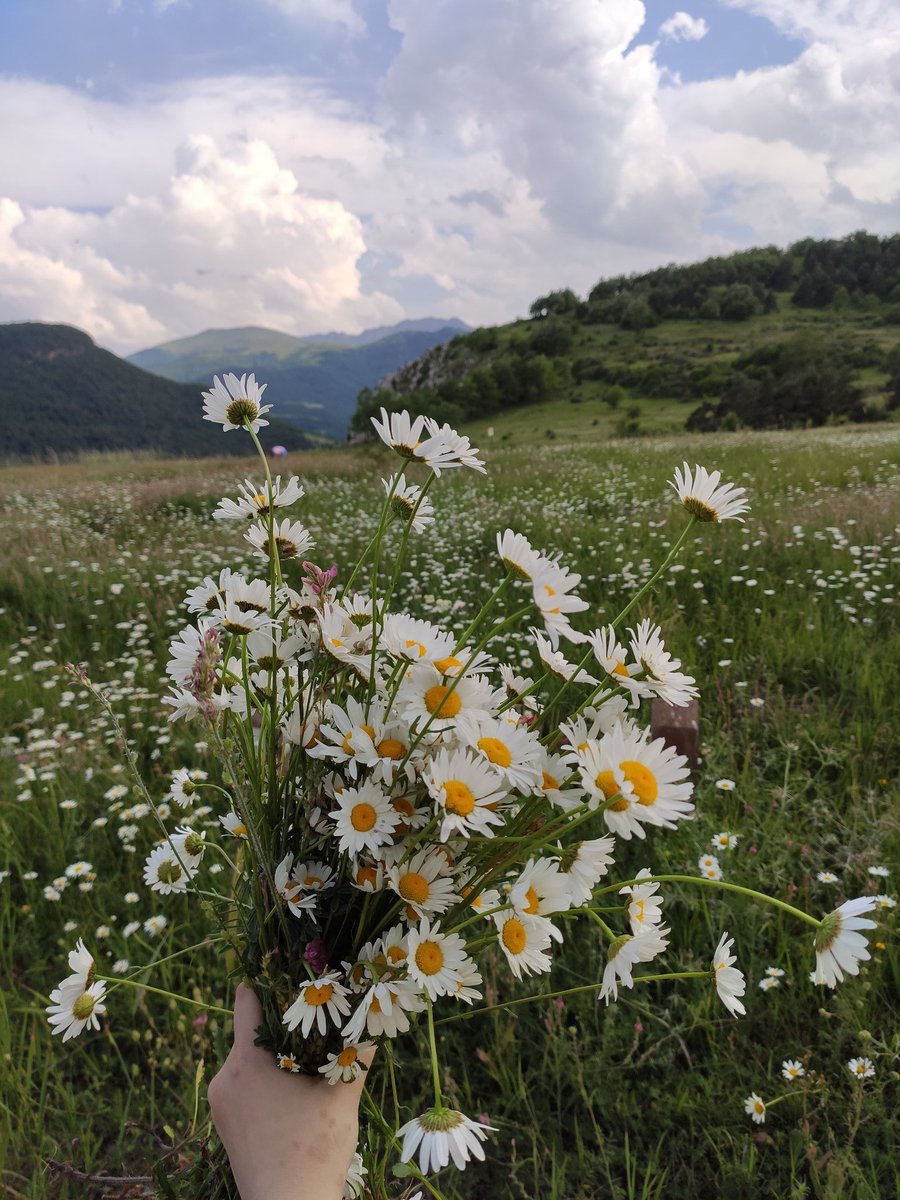 a_grigorian15's tweet photo. #shushi 🌿 nature of #artsakh #jdrduzcanyon 🌼🌸 #summer ☀️ https://t.co/h0HdW6733B