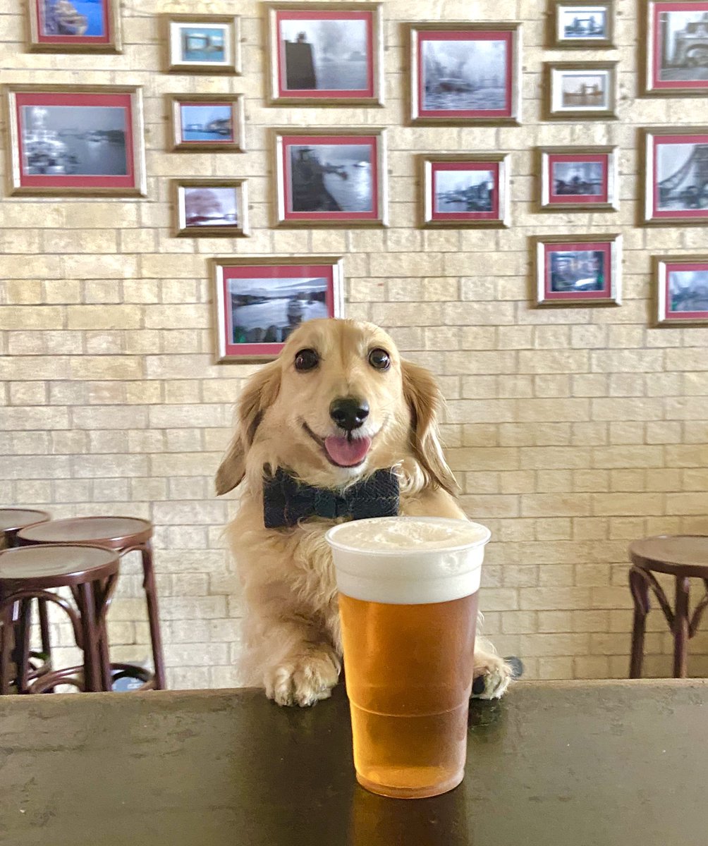HuxandRosa's tweet image. The first drink after lockdown feels ... #smilingdog #firstbeer #feels #happy #dachshund #dogsoflondon #dogsoftwitter 🍺😂
Just in case we need to clarify ... the takeaway beer was not for Hux!! 😂🤦🏼‍♀️