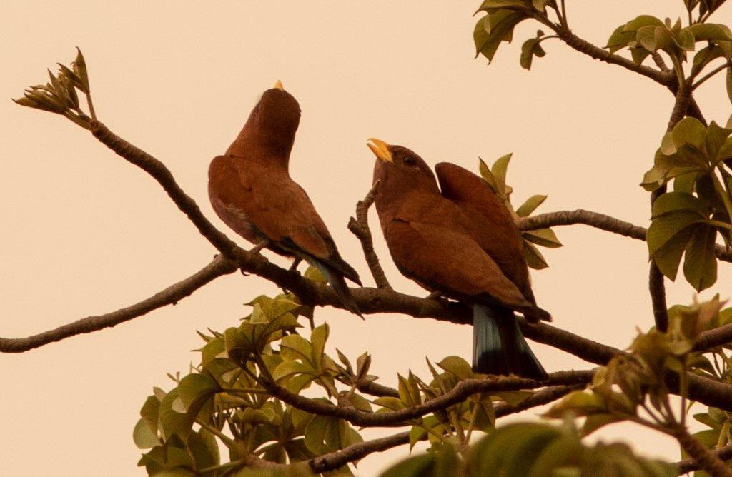 Bugün yeni bir misafirimiz vardı : Broadbilled Roller