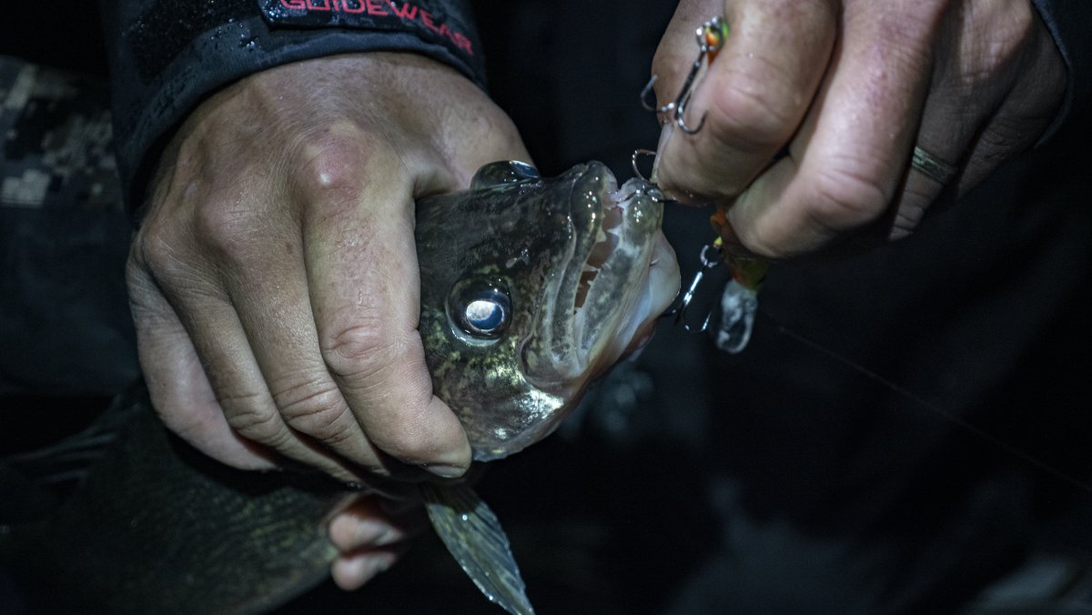 WalleyeFishnJou's tweet image. TheNextBiteTV: The new Fusion 19 Treble hooks a super sharp.  You will loose less fish because it is easier to bury hooks into the fishes mouth.  

#berkley #fusion19