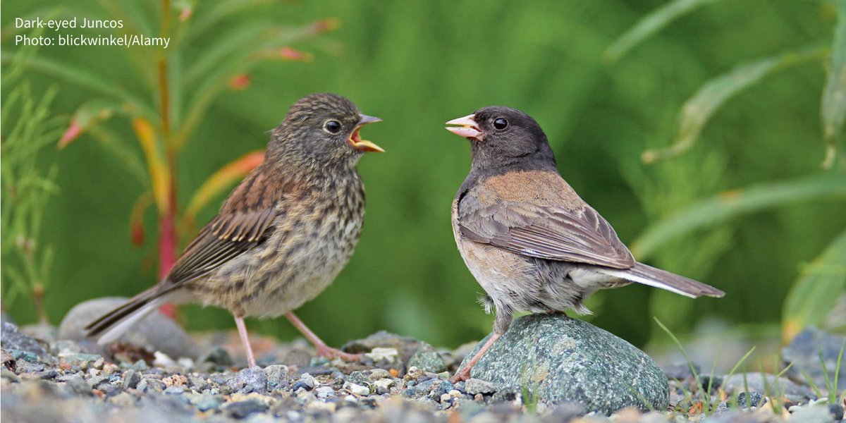 audubonsociety's tweet photo. Just like humans, birds can also have parent-offspring conflicts. A new study finds that nest type plays a big role in how long young birds can stick around the nest. https://t.co/3kkw5YBfRp https://t.co/qW22wHo4Ty
